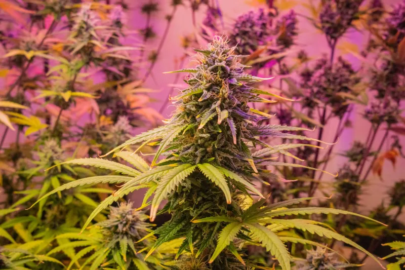 Grow Your Own: The Beginner's Playbook for Home Cannabis Cultivation