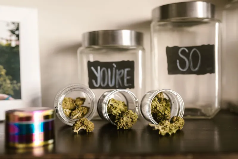 Same Strain, Totally Different Trip: The Hidden Reasons Your Go-To Weed Hits Different at Every Dispensary