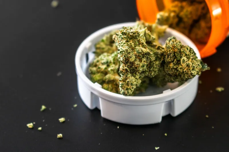Trust Your Nose: What Your Senses Can Tell You About Weed That a Lab Report Can't