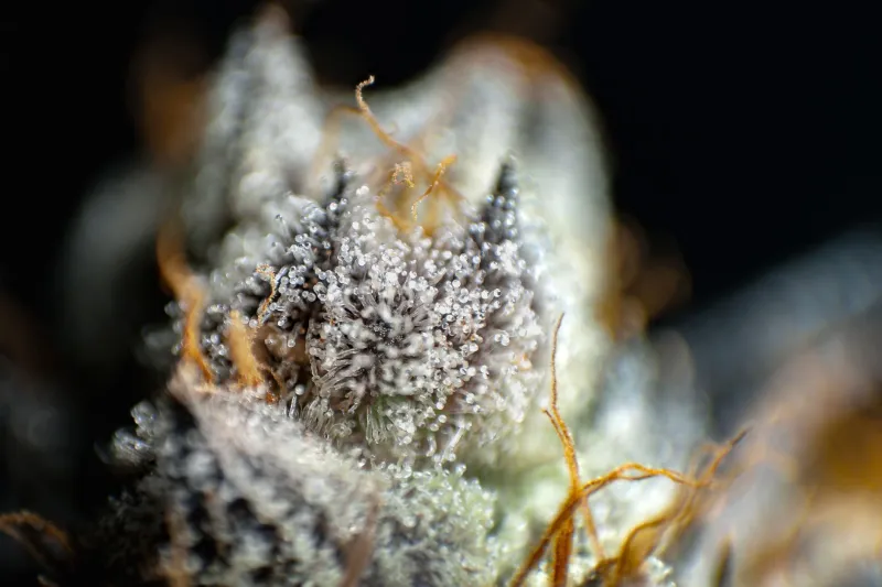 The Whole Plant Advantage: Why Cannabis Science Points One Way While Dispensaries Point Another