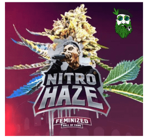 NITRO HAZE FOTO BSF X4