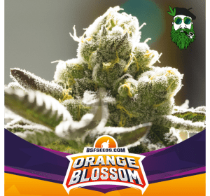 ORANGE BLOSSOM FOTO BSF X2