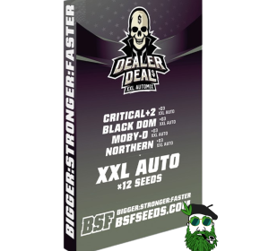 DEALER DEAL XXL BSF X4 X12