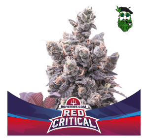 RED CRITICAL AUTO BSF X4