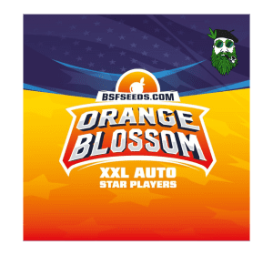 ORANGE BLOSSOM XXL AUTO BSF X4